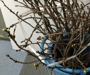 剪定後の桜